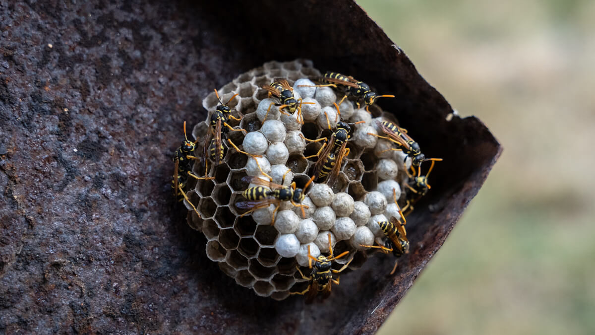 Wasp nest removal services in The Woodlands TX by Kingsman Pest Exterminators