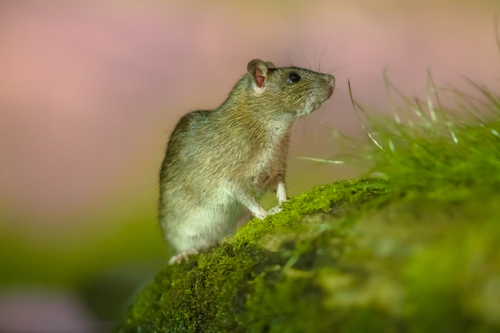 Brown rat in grass on river bank